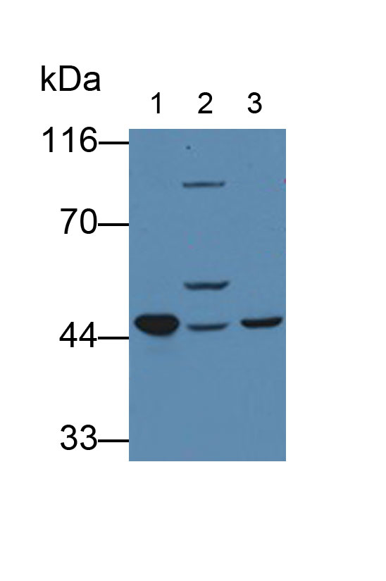 Polyclonal Antibody to Ferrochelatase (FECH)