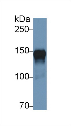 Polyclonal Antibody to 150 kDa Oxygen Regulated Protein (ORP150)