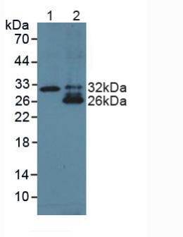 Polyclonal Antibody to TNF Like Ligand 1A (TL1A)