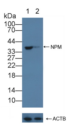 Polyclonal Antibody to Nucleophosmin 1 (NPM1)