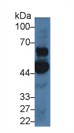 Polyclonal Antibody to 2',5'-Oligoadenylate Synthetase 1 (OAS1)