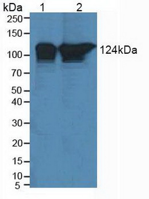 Polyclonal Antibody to Polymerase DNA Directed Delta 1 (POLd)