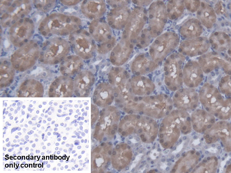 Polyclonal Antibody to Regucalcin (RGN)