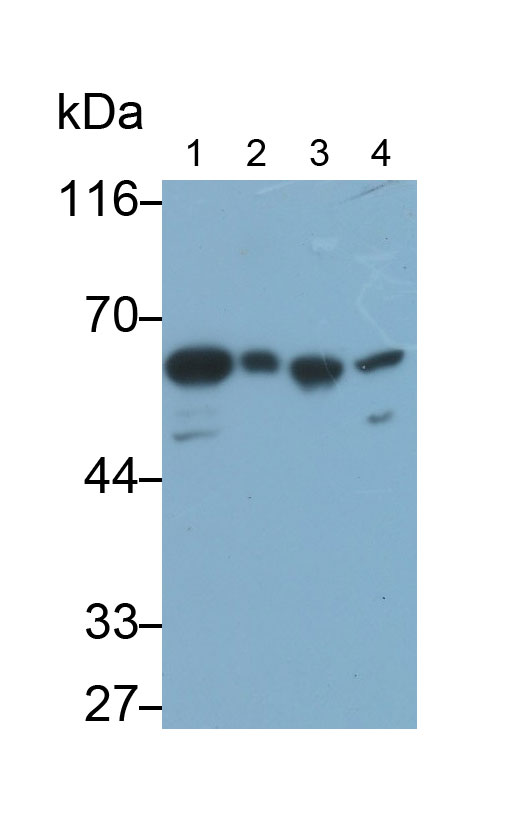 Polyclonal Antibody to Ribophorin I (RPN1)