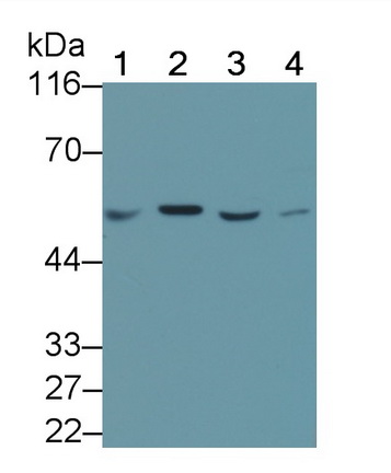 Polyclonal Antibody to Sestrin 2 (SESN2)