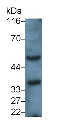 Polyclonal Antibody to Secreted Frizzled Related Protein 5 (SFRP5)