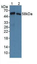 Polyclonal Antibody to Syntrophin Beta 1 (SNTb1)