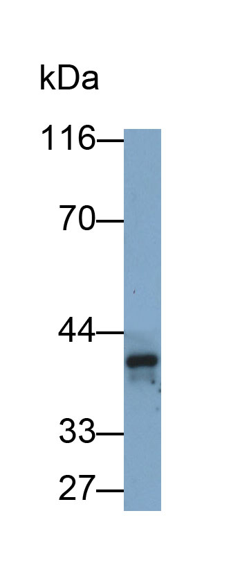 Polyclonal Antibody to Platelet Derived Growth Factor C (PDGFC)