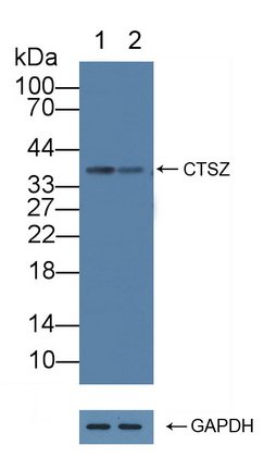 Polyclonal Antibody to Cathepsin Z (CTSZ)