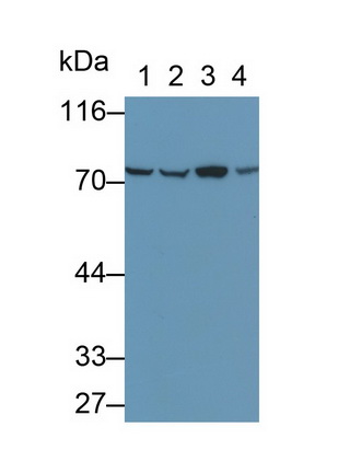 Polyclonal Antibody to Heat Shock 70kDa Protein 8 (HSPA8)