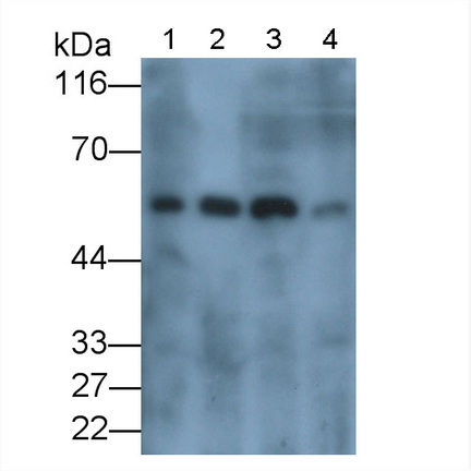 Polyclonal Antibody to Carbonic Anhydrase IX (CA9)