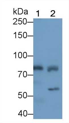 Polyclonal Antibody to Ribonuclease L (RNASEL)