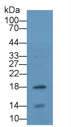 Polyclonal Antibody to Troponin C Type 2, Fast (TNNC2)