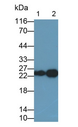 Polyclonal Antibody to Troponin I Type 2, Fast Skeletal (TNNI2)