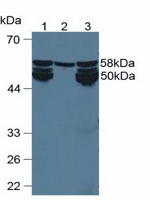 Polyclonal Antibody to Cytochrome P450 1A2 (CYP1A2)