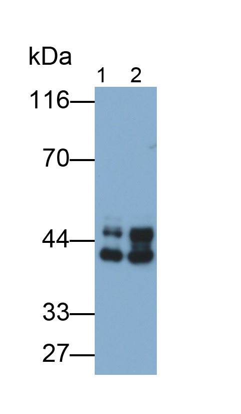 Polyclonal Antibody to Glycogen Synthase Kinase 3 Beta (GSK3b)