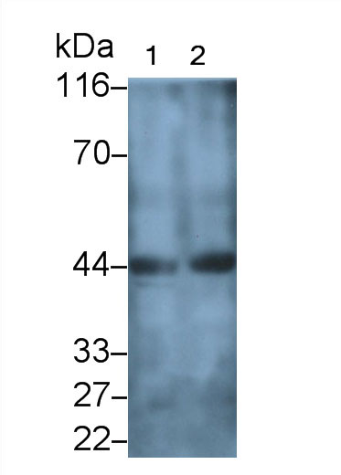 Polyclonal Antibody to Myosin Light Chain Kinase 4 (MYLK4)