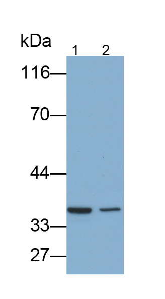 Polyclonal Antibody to Surfactant Associated Protein A2 (SPA2)