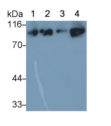 Polyclonal Antibody to Heat Shock Protein 90kDa Alpha B1 (HSP90aB1)
