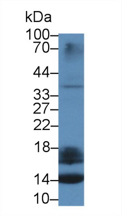 Polyclonal Antibody to Serum Amyloid A4, Constitutive (SAA4)