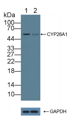 Polyclonal Antibody to Cytochrome P450 26A1 (CYP26A1)