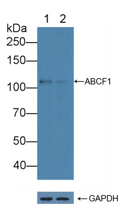 Polyclonal Antibody to ATP Binding Cassette Transporter F1 (ABCF1)