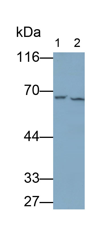 Polyclonal Antibody to ATP Binding Cassette Transporter D3 (ABCD3)