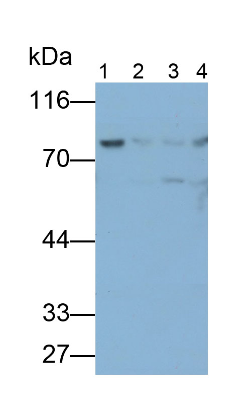 Polyclonal Antibody to Glutamate Cysteine Ligase, Catalytic (GCLC)