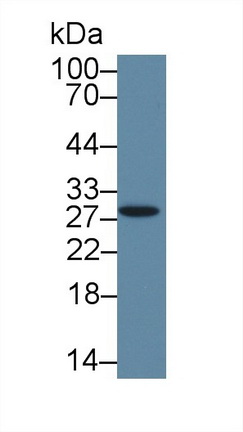 Polyclonal Antibody to High Mobility Group Box Protein 3 (HMGB3)