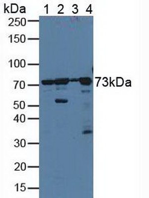 Polyclonal Antibody to Protein Disulfide Isomerase A4 (PDIA4)