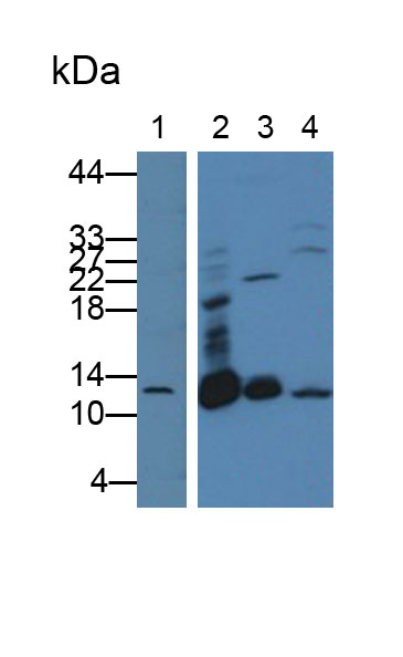 Polyclonal Antibody to D-Dopachrome Tautomerase (DDT)