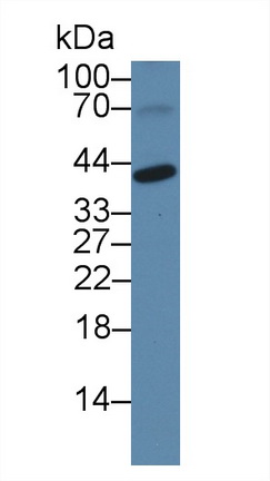 Polyclonal Antibody to Phospholipid Scramblase 4 (PLSCR4)