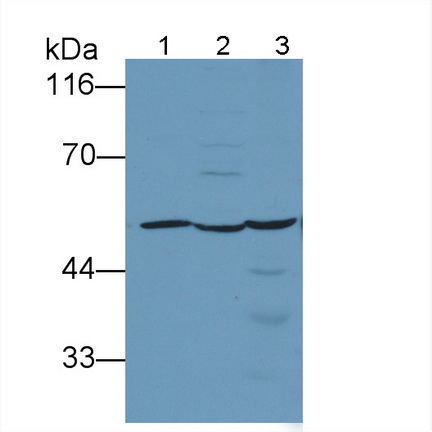 Polyclonal Antibody to RAR Related Orphan Receptor Alpha (RORa)
