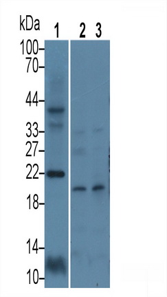 Polyclonal Antibody to Calcyon Neuron Specific Vesicular Protein (CALY)