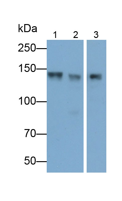 Polyclonal Antibody to Synaptic Ras GTPase Activating Protein 1 (SYNGAP1)