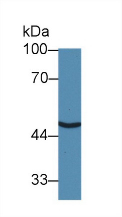 Polyclonal Antibody to Solute Carrier Family 30 Member 8 (SLC30A8)