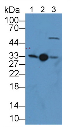 Polyclonal Antibody to Electron Transfer Flavoprotein Alpha Polypeptide (ETFa)