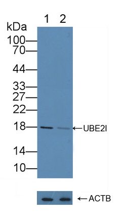 Polyclonal Antibody to Ubiquitin Conjugating Enzyme E2I (UBE2I)