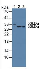 Polyclonal Antibody to FK506 Binding Protein 7 (FKBP7)