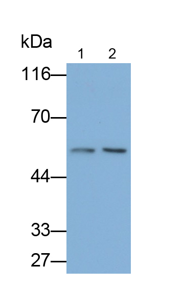 Polyclonal Antibody to FK506 Binding Protein 8 (FKBP8)