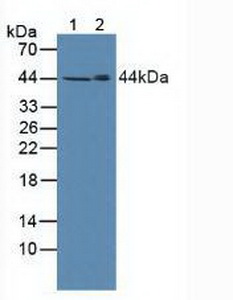 Polyclonal Antibody to Sphingosine Kinase 1 (SPHK1)