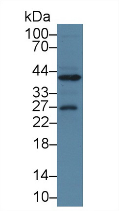 Polyclonal Antibody to Annexin A1 (ANXA1)