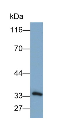 Polyclonal Antibody to Sirtuin 5 (SIRT5)