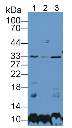 Polyclonal Antibody to Sirtuin 5 (SIRT5)