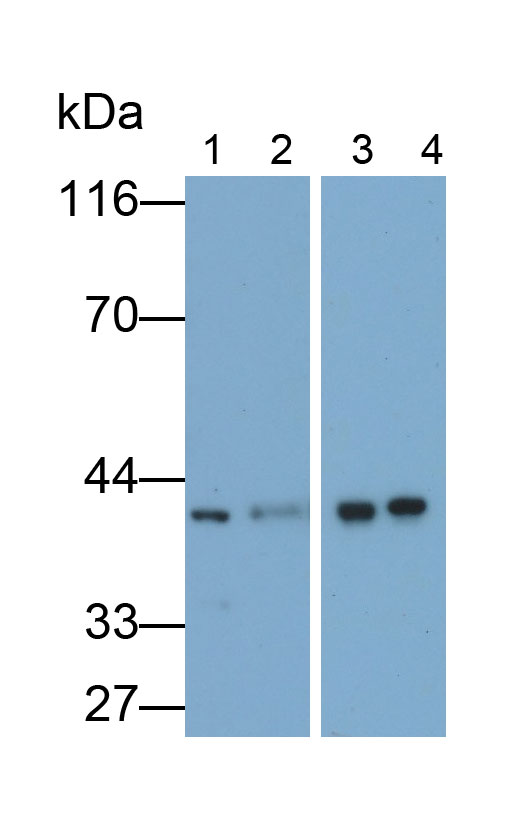 Polyclonal Antibody to Poly/rC Binding Protein 1 (PCBP1)