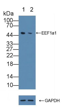 Polyclonal Antibody to Eukaryotic Translation Elongation Factor 1 Alpha 1 (EEF1a1)