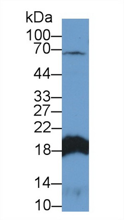 Polyclonal Antibody to Complexin 2 (CPLX2)