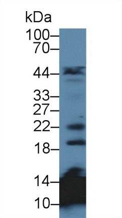 Polyclonal Antibody to Microfibrillar Associated Protein 5 (MFAP5)