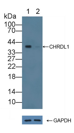Polyclonal Antibody to Chordin Like Protein 1 (CHRDL1)