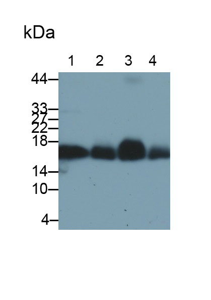 Polyclonal Antibody to Peroxiredoxin 5 (PRDX5)